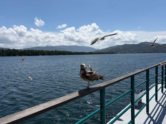 阿蘇海を渡る船からの景色とカモメ